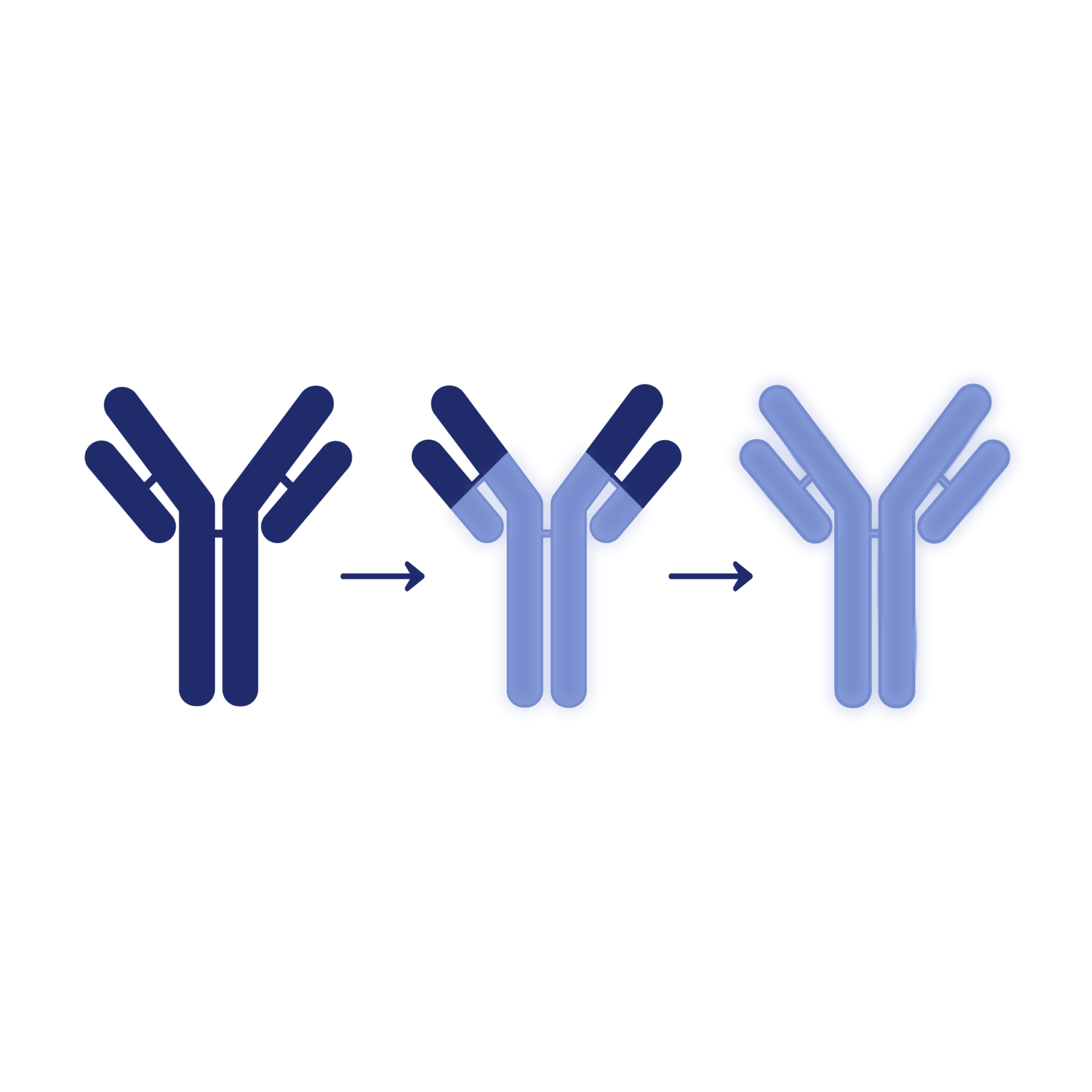 Humanization process shown through antibodies.